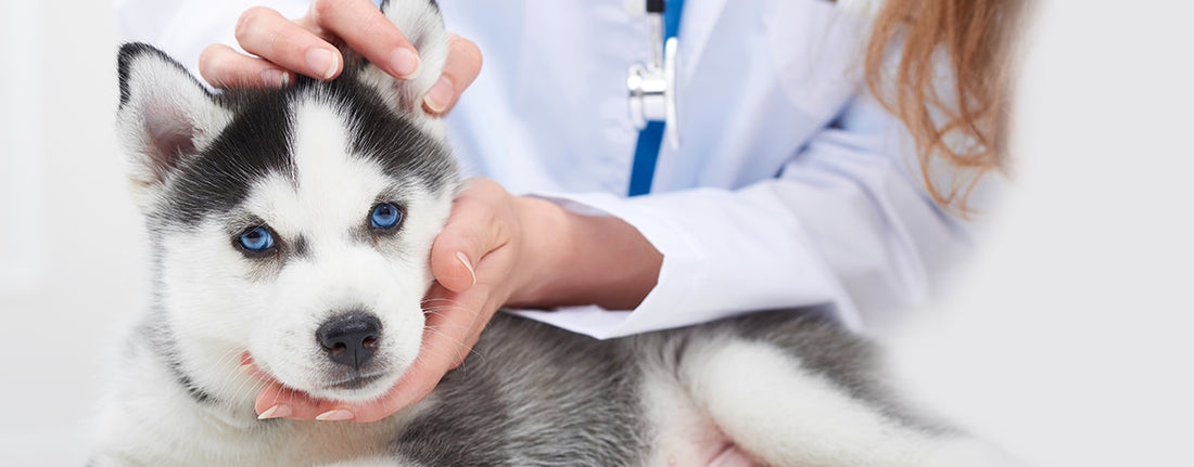 The Importance of Regular Veterinary Check-Ups for Your Dog