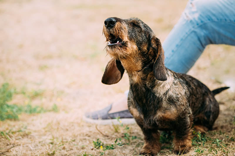 Understanding Canine Communication: Decoding Your Dog’s Signals