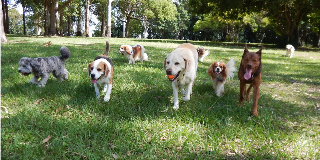 The Importance of Socializing Your Dog: Building Confidence and Good Behavior