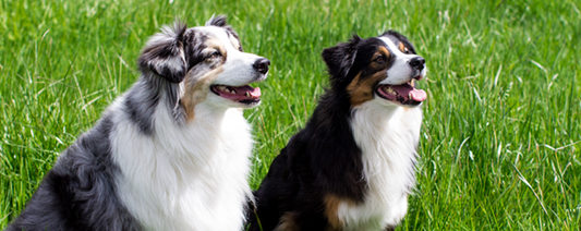 Essential Dog Training Tips for a Well-Behaved Pet