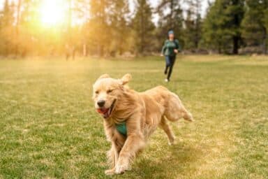 Keeping Your Dog Fit and Healthy: Tips for Physical and Mental Well-Being