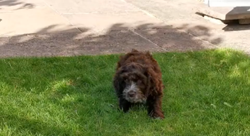 Toilet training your puppy