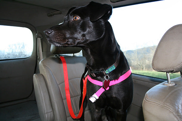 Walk Your Dog With Love - Dog Seat Belt
