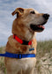 Walk Your Dog With Love - Large Reflective Color Dog Harness & Lead - Soft Touch