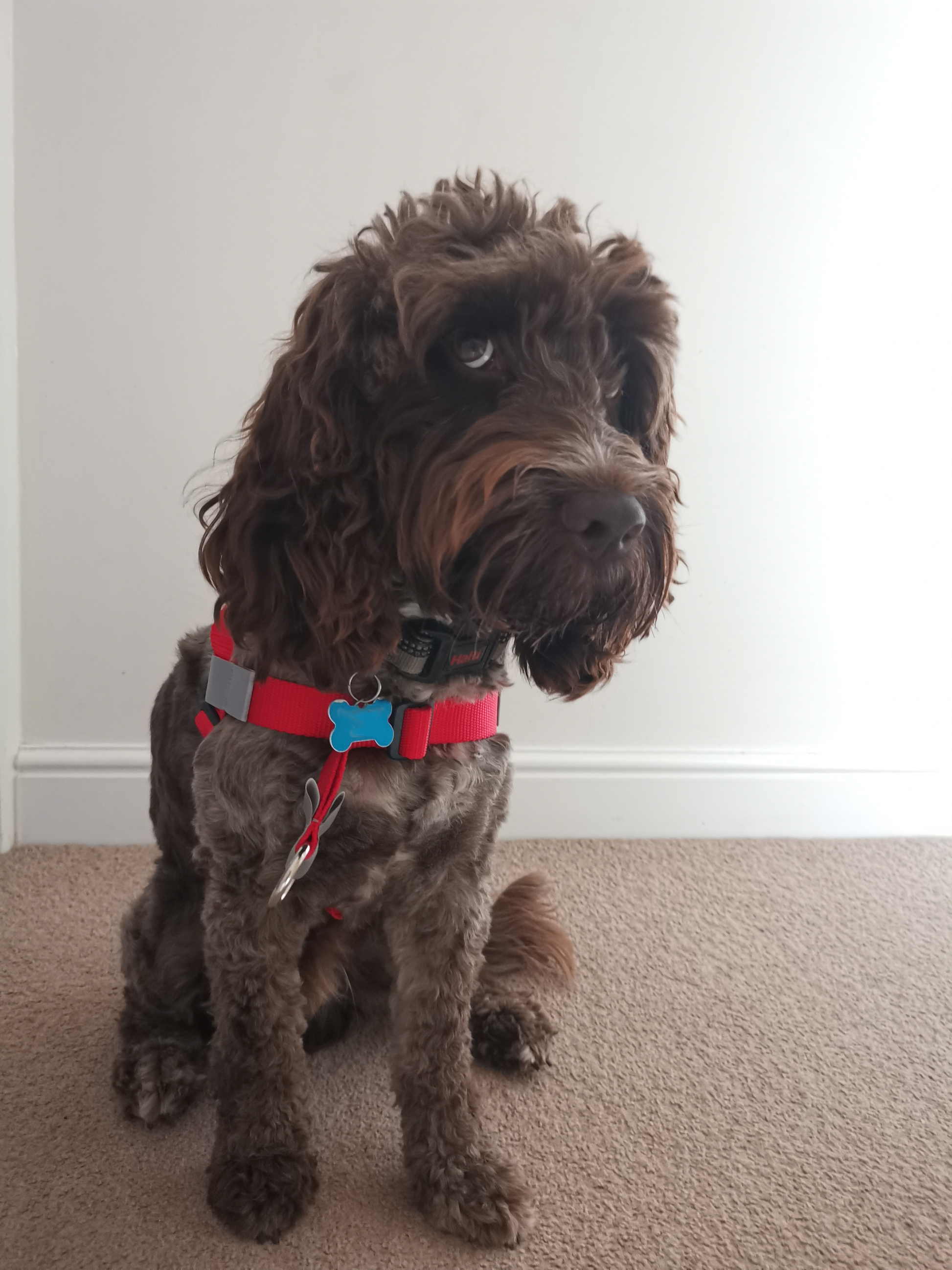 Walkyourdogwithlove sales