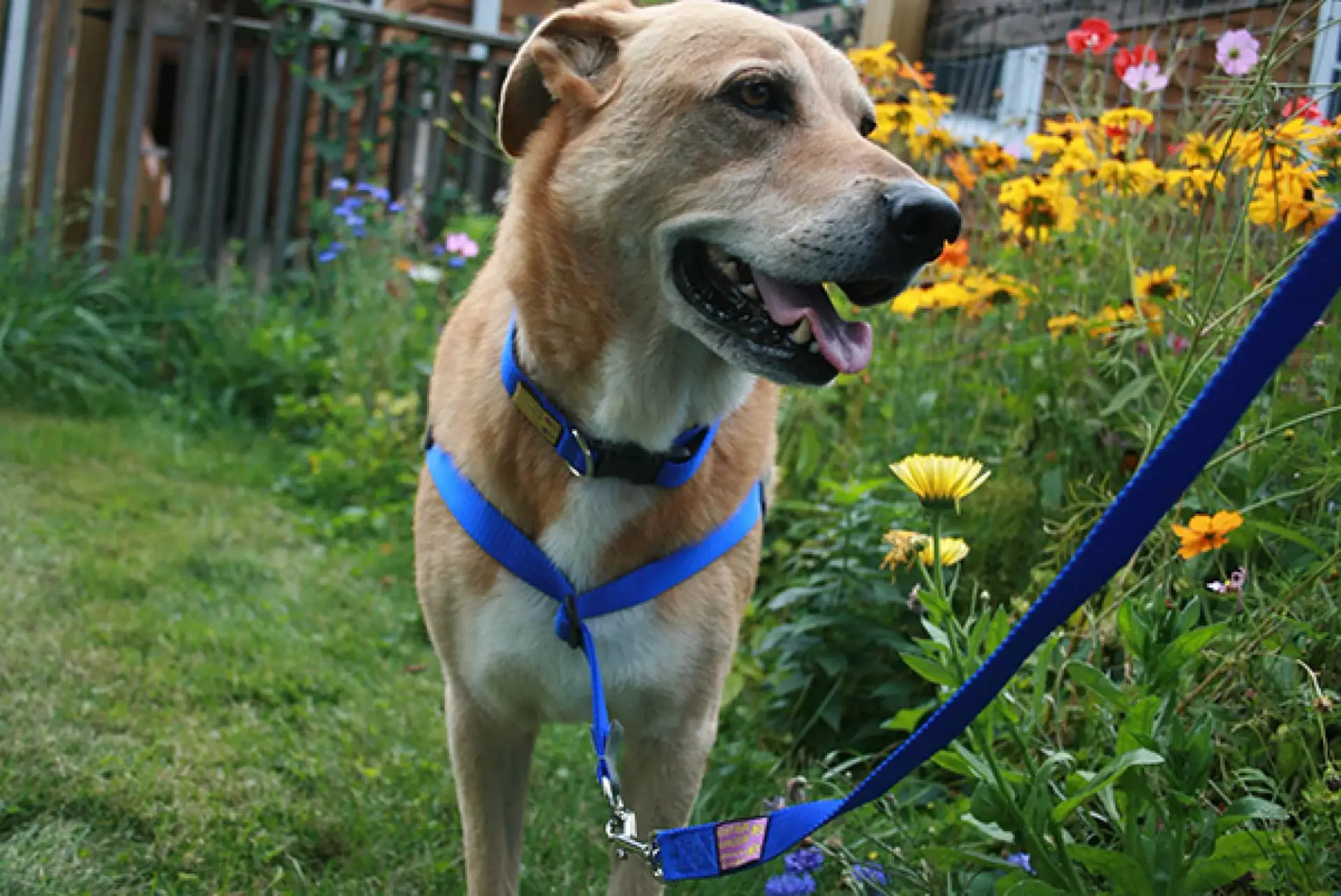 Walk Your Dog With Love - No Pull Harness - Image 2