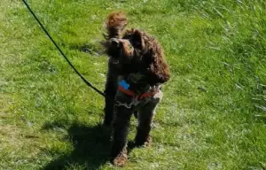 Walk Your Dog With Love - No Pull Harness