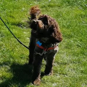 Walk your dog with love harness