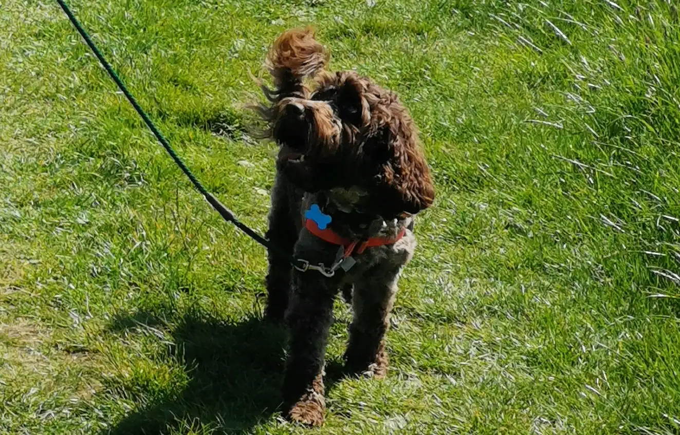 Walk your dog with love harness