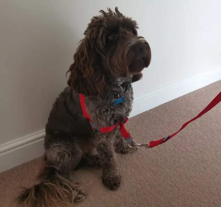 Walk your dog with love