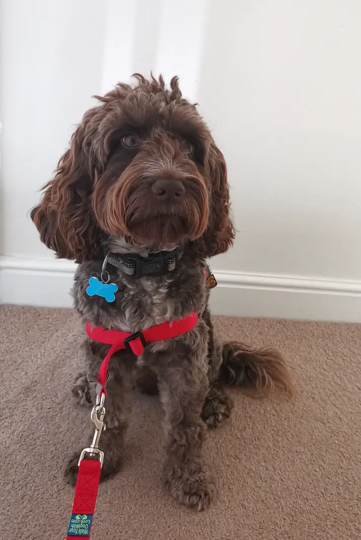 Walk Your Dog With Love - No Pull Harness - Image 7