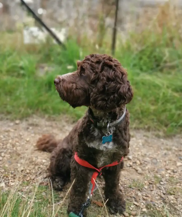 Walk your dog with love